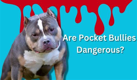 extreme pocket bully|are pocket bullies dangerous.